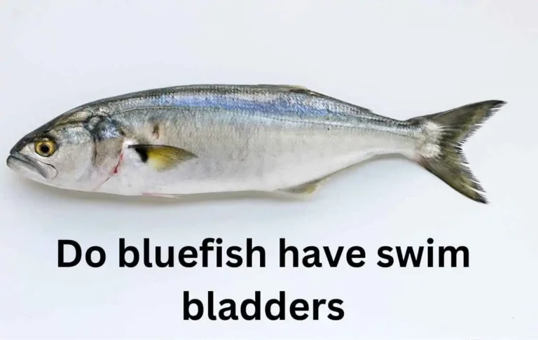 Do bluefish have swim bladders