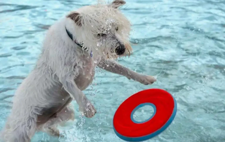 Best Pool Toys for Dogs