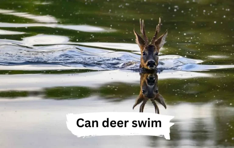 Can deer swim​  How far can deer swim