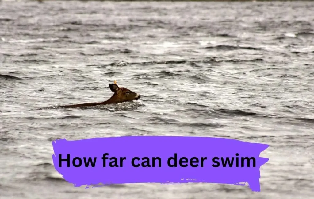 How far can deer swim