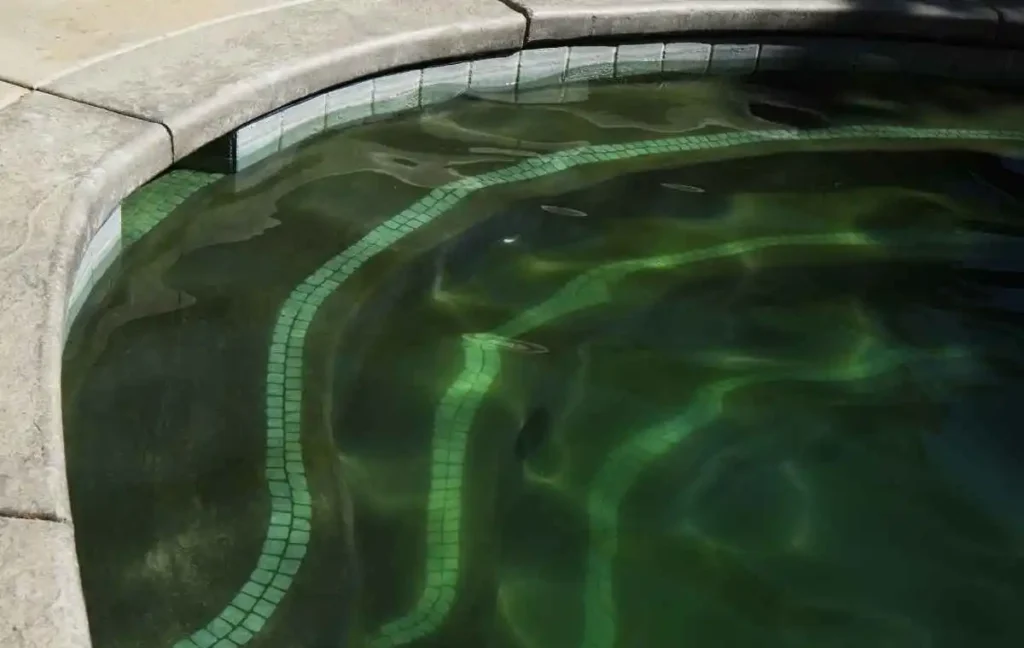 How to get rid of black algae in Swimming pool