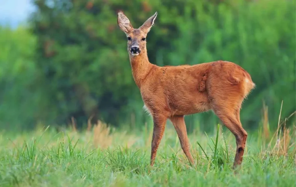 What special skills do deer have