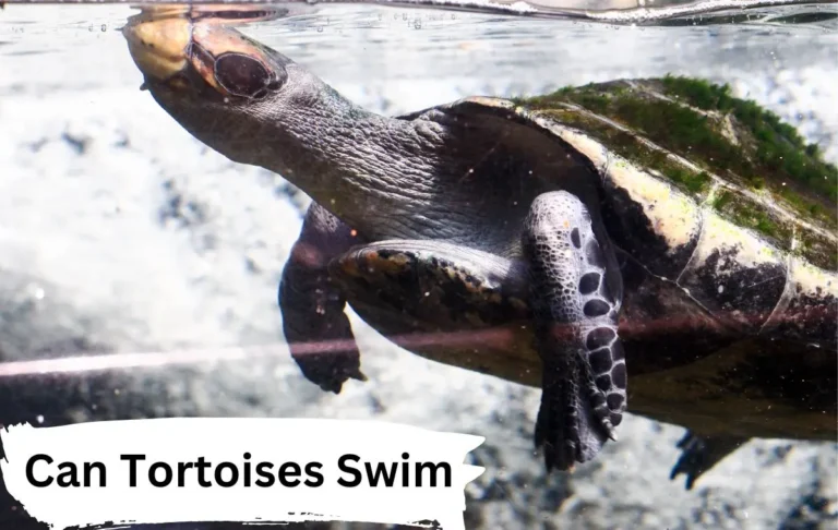 Can Tortoises Swim