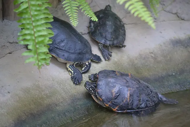 How Can You Tell if Your Tortoise is Comfortable in Water