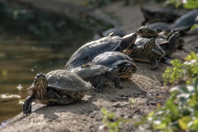 How to Safely Introduce Your Tortoise to Water